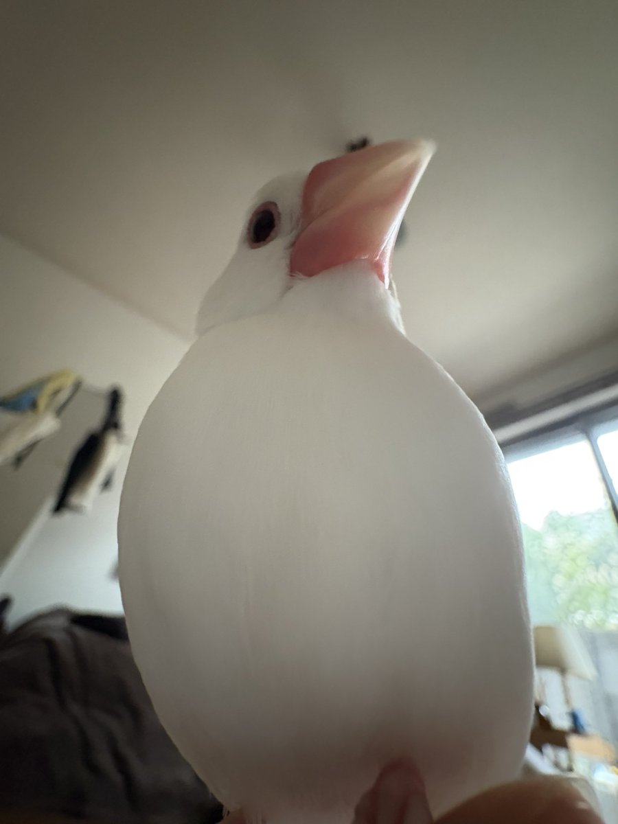 ふくとむく tweet media