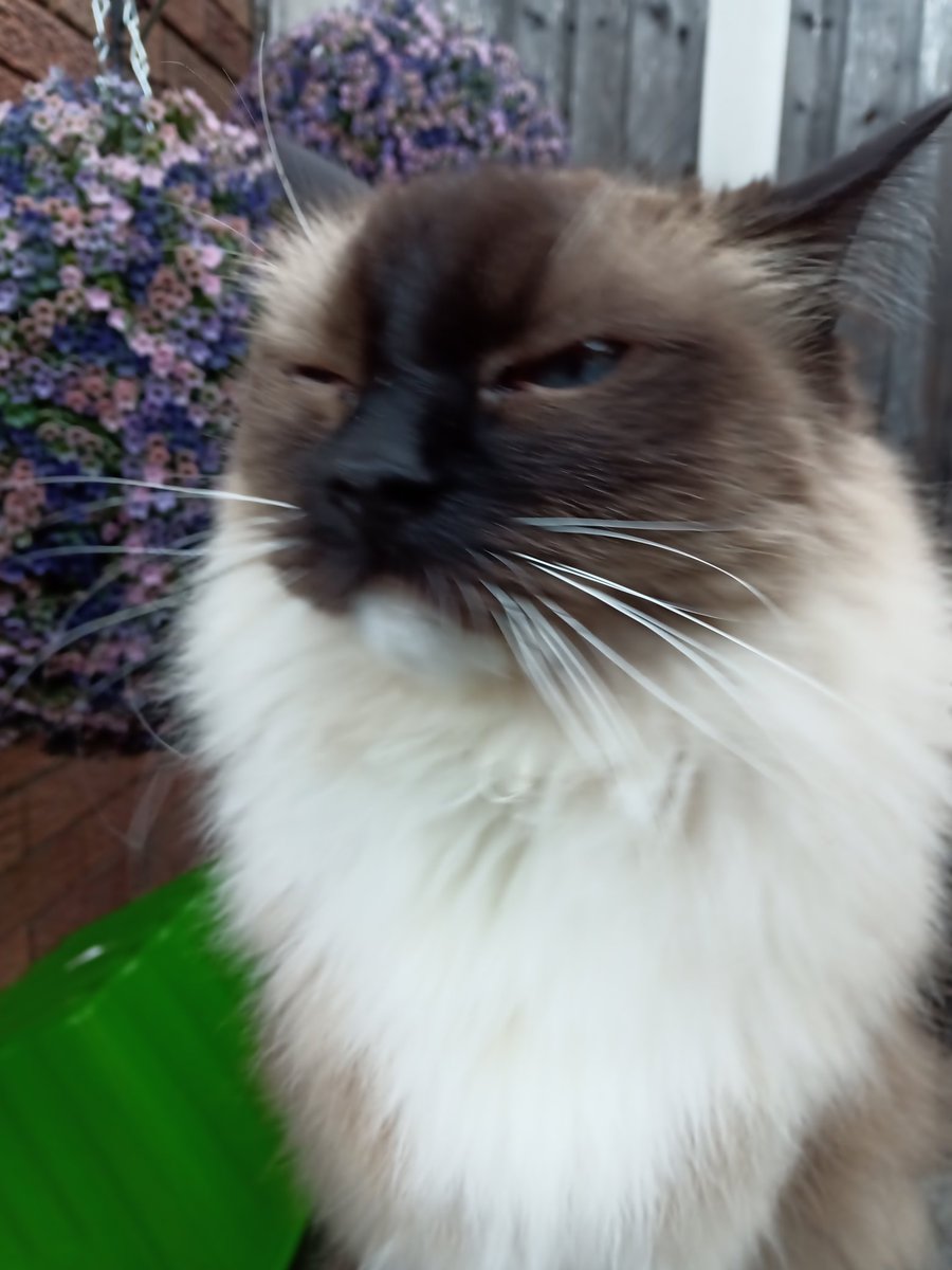 Cat Woman tweet media