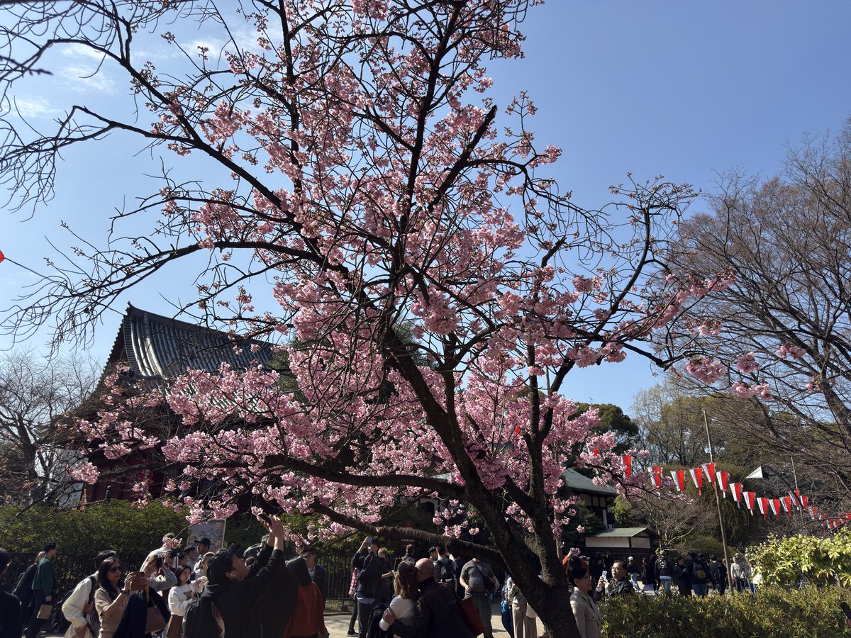 schubertiyake's tweet photo. 月曜日に上野に行ってきた、まだ桜は咲き始めだった
#上野 #桜 https://t.co/H5SX0Tdv9n