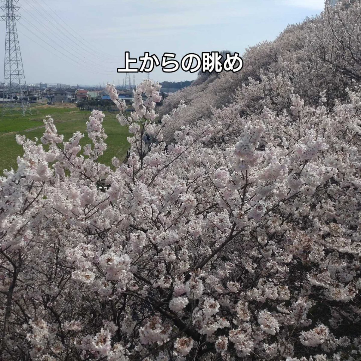 TechSeed3's tweet photo. そういえばこないだ南足柄で撮った桜です、皆さんはもう桜見ましたか？🌸 #桜　#春の訪れ https://t.co/zBNoLPTALf
