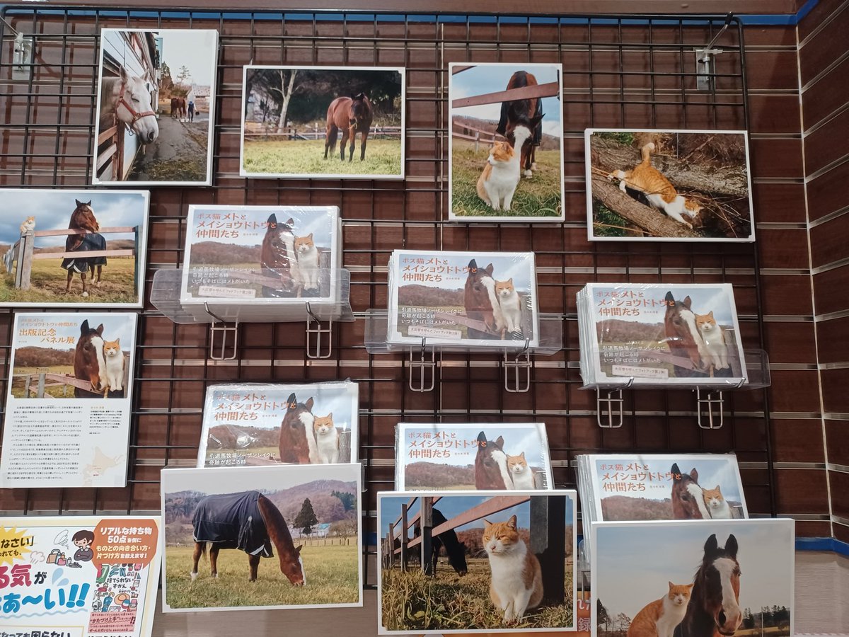 猫びより＠『猫びより春号発売中！ tweet media