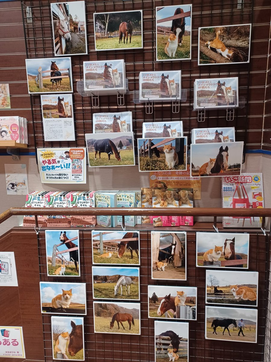 猫びより＠『猫びより春号発売中！ tweet media