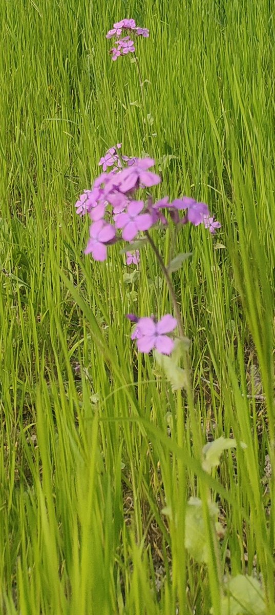 lilliflo' tweet media