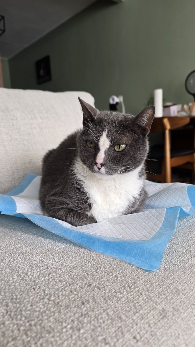 ben.peer tweet media