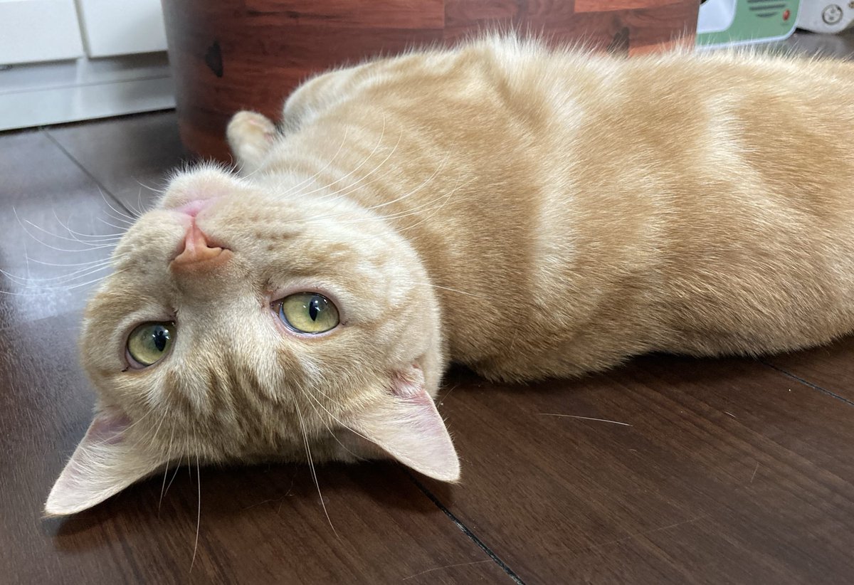 こだまる tweet media