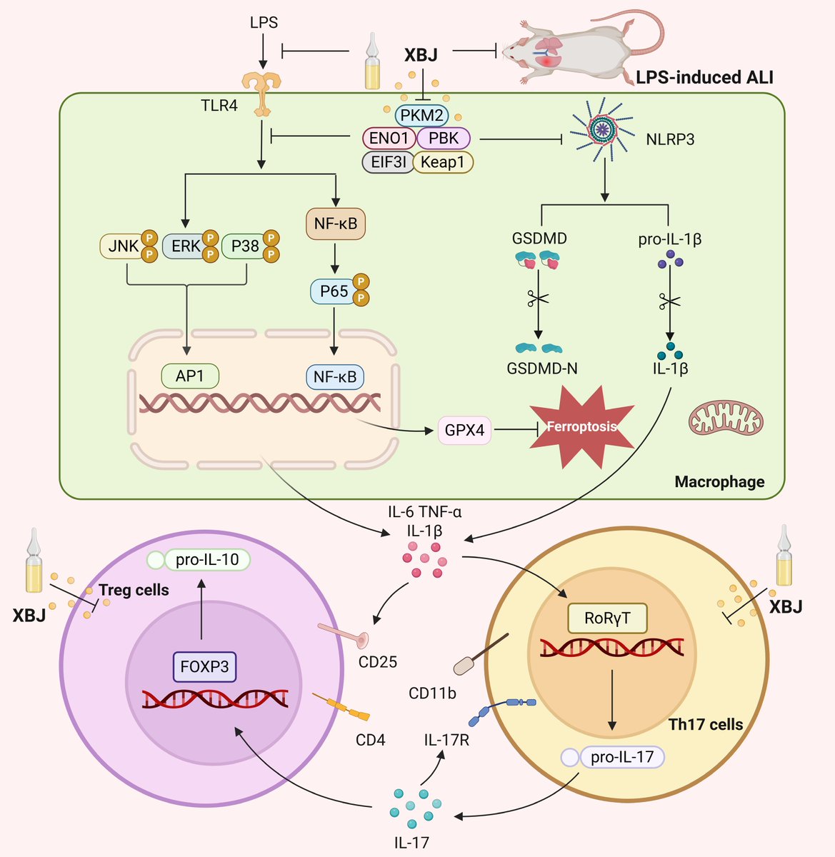 MaximumAcademic's tweet photo. #Targetome
Xuebijing injection shows promise for acute lung injury by protecting alveolar barriers and reducing inflammation through multiple cellular targets.
@FDA_Drug_Info @DetroitNeurons #injection #injury #inflammation #lung
Details: https://t.co/ROqrDzObgQ https://t.co/muoyzWAqmE