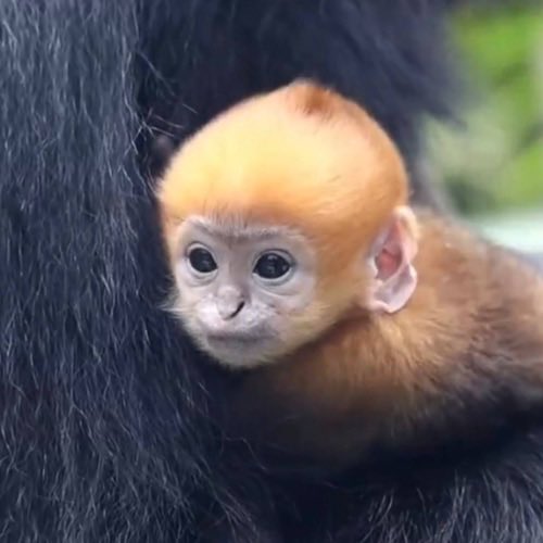 barnabas tweet media