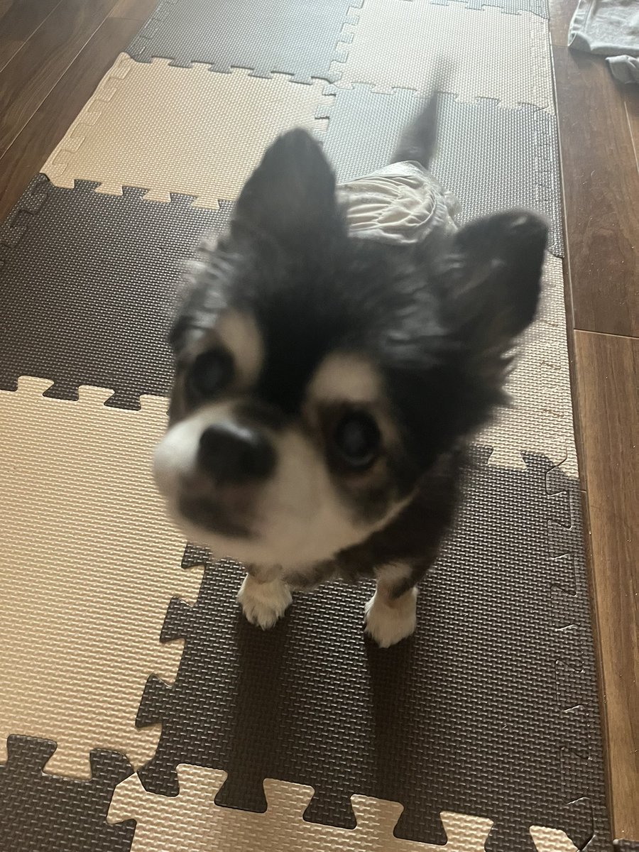 あずき tweet media