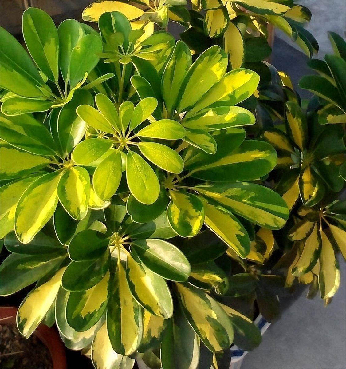 Pam Franklin tweet media