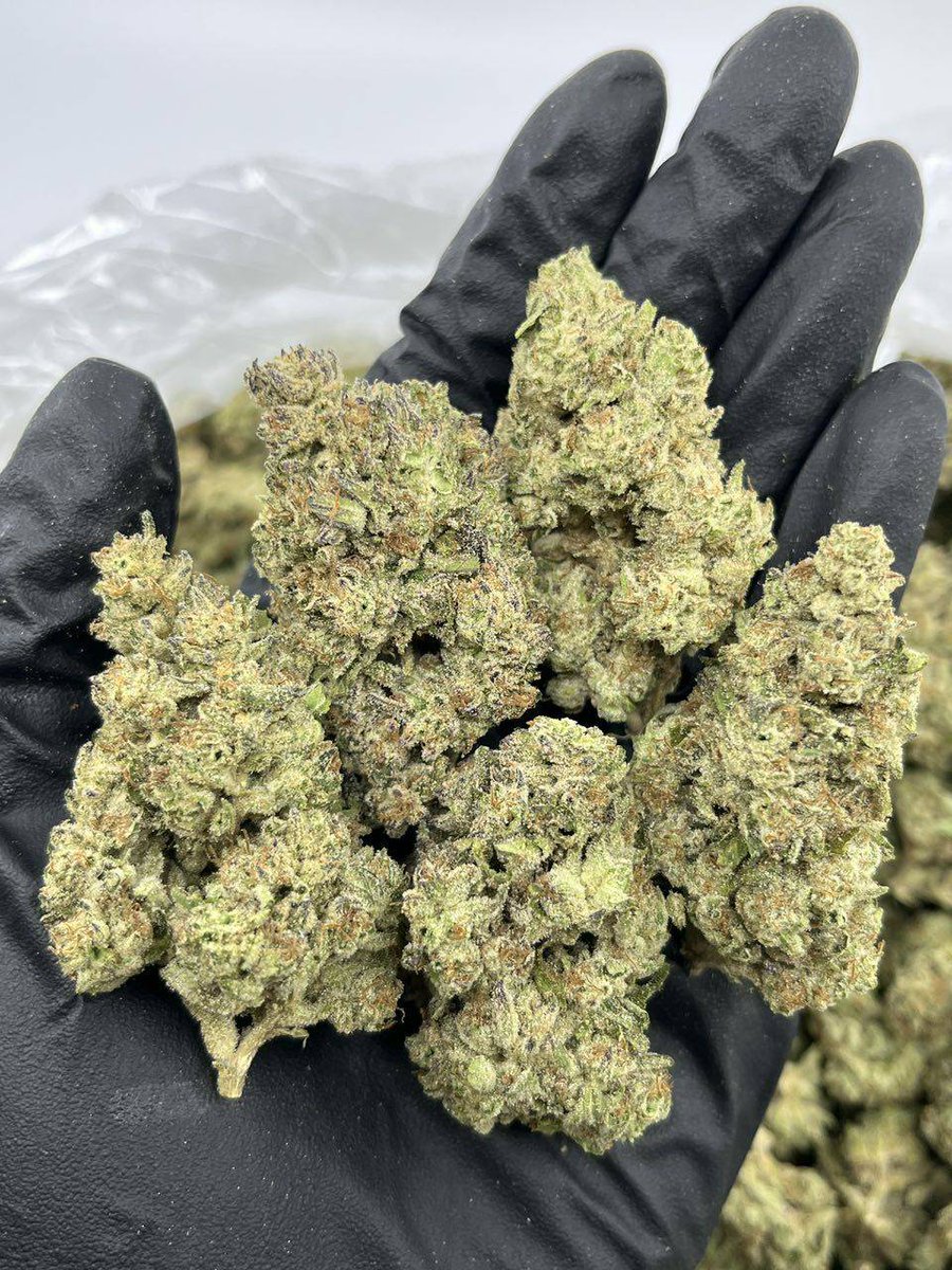 sincity seeds tweet media