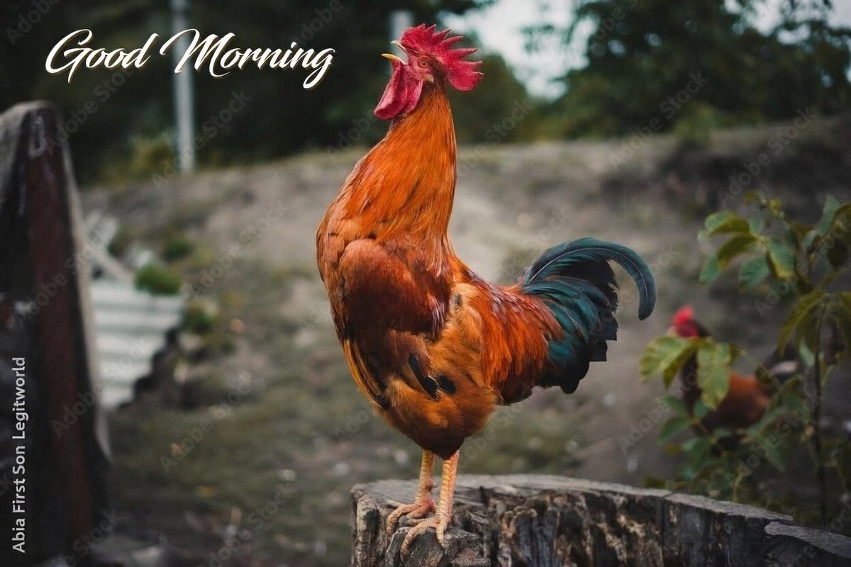 Na when person wake be em morning..
Good morning my sweet X family.