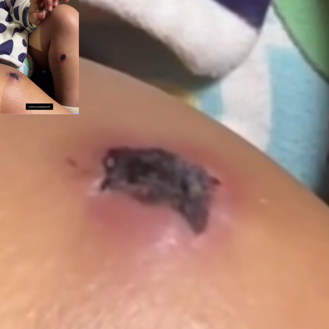 GAZAWOOD - the PALLYWOOD saga tweet media