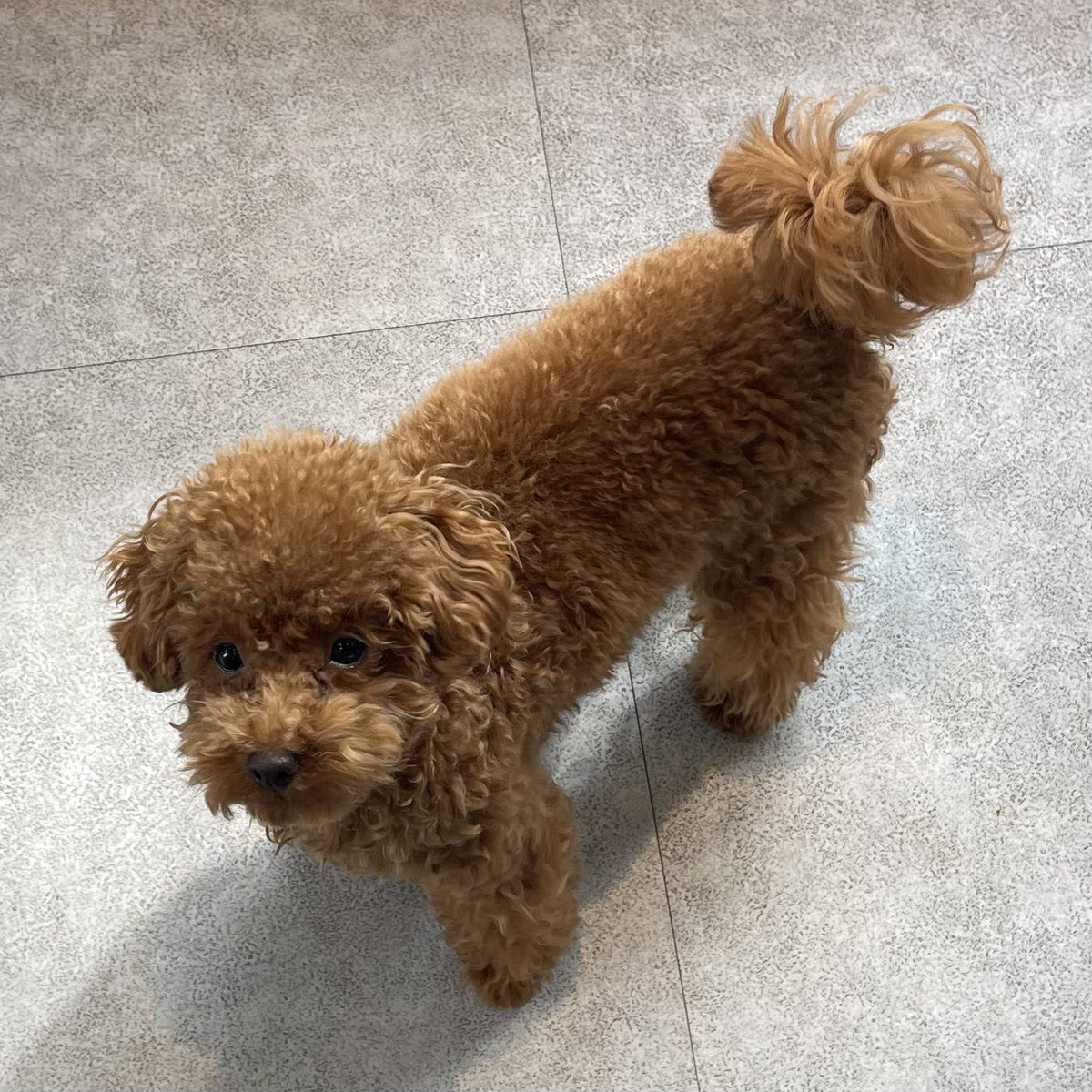 小泉千秋 tweet media