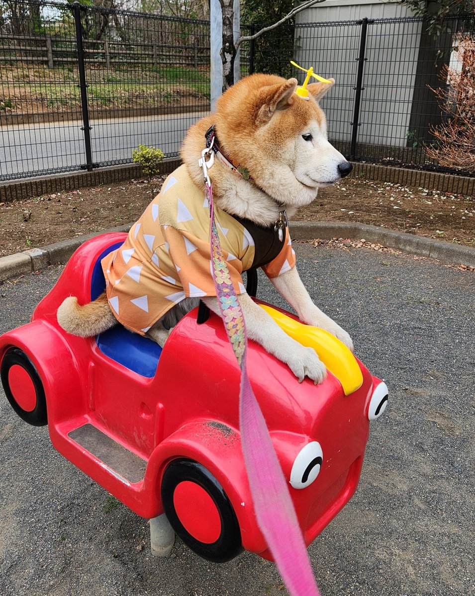 ペコ丸 tweet media