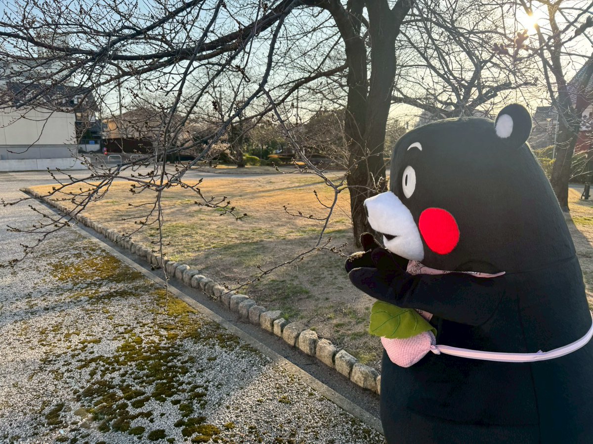 くまモン東京スタッフ〈公式〉 tweet media