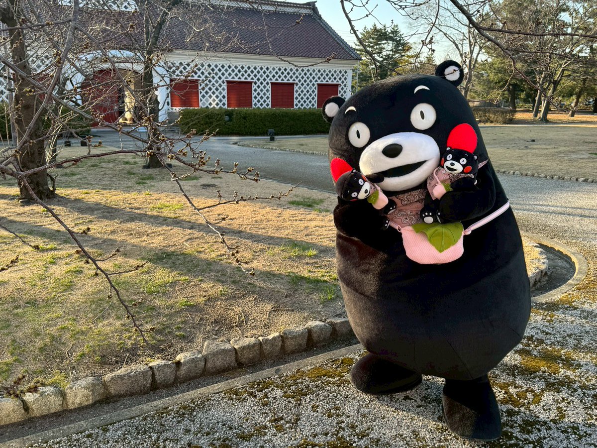 くまモン東京スタッフ〈公式〉 tweet media