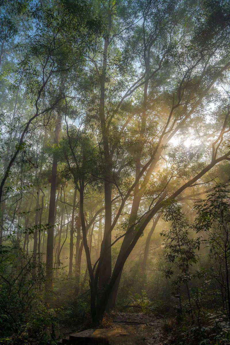 ayman falatah tweet media