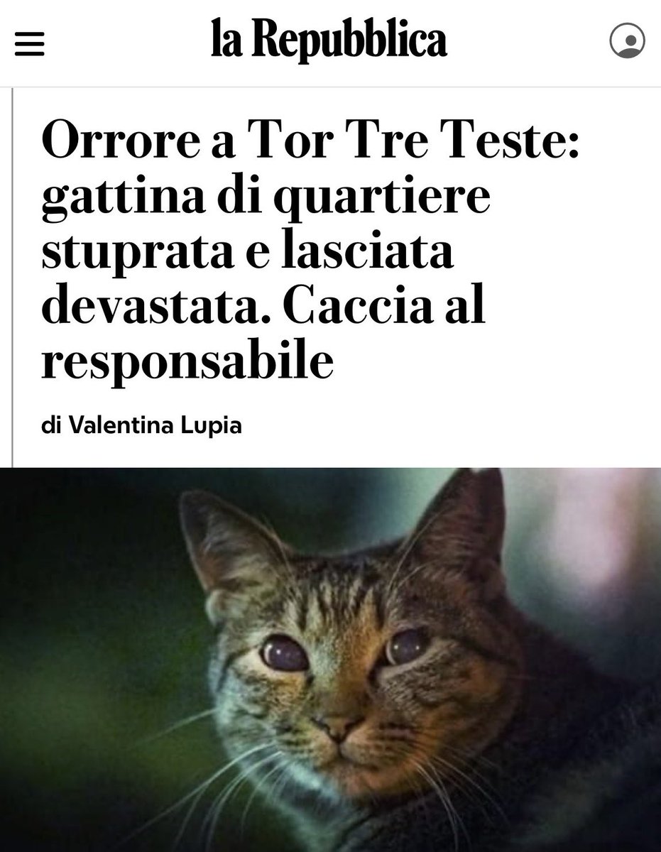 Pro Italia tweet media