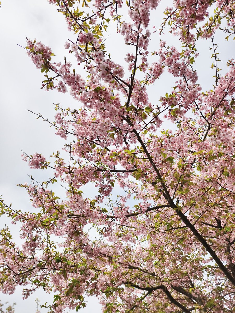 chinn Wan（互fo互赞） tweet media