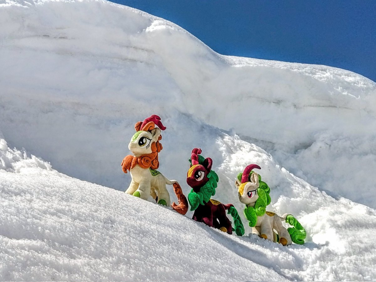 布麒麟 tweet media