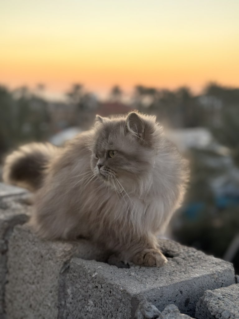 SHARIF 𓂆 tweet media