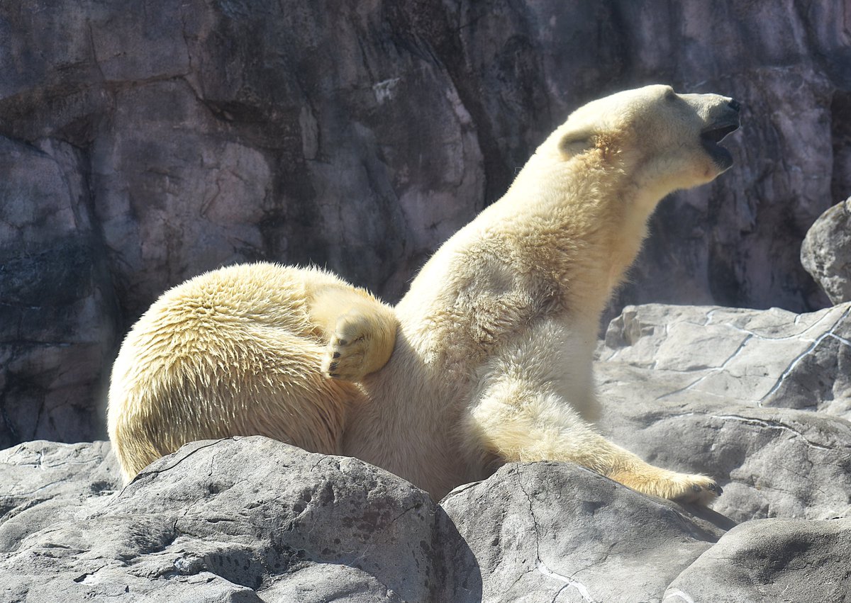 はりこしゃん tweet media