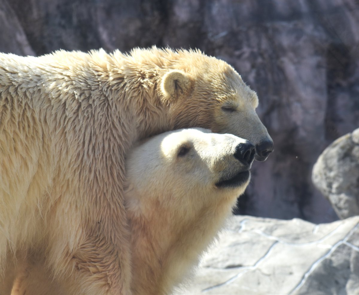 はりこしゃん tweet media