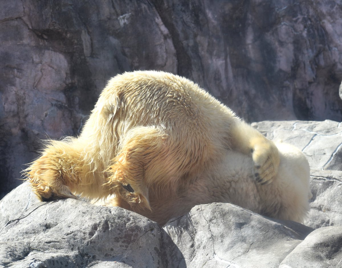 はりこしゃん tweet media