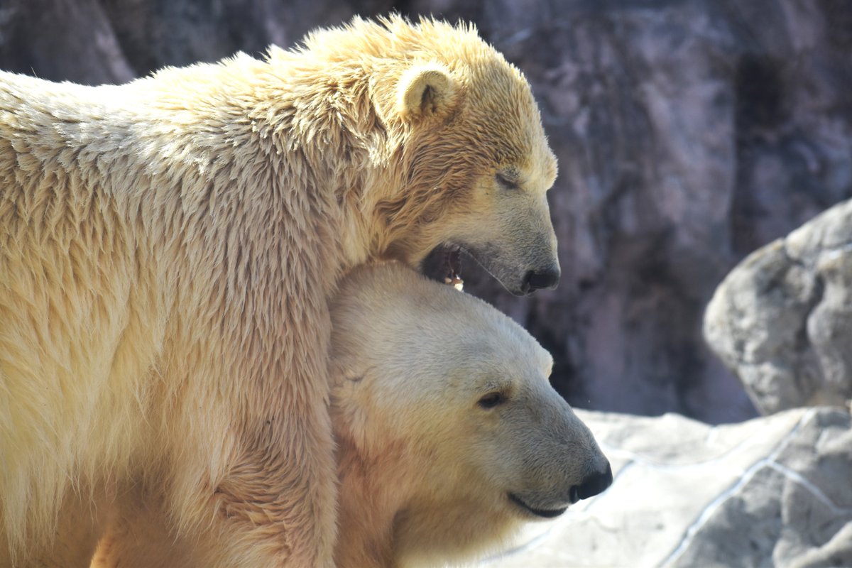 はりこしゃん tweet media