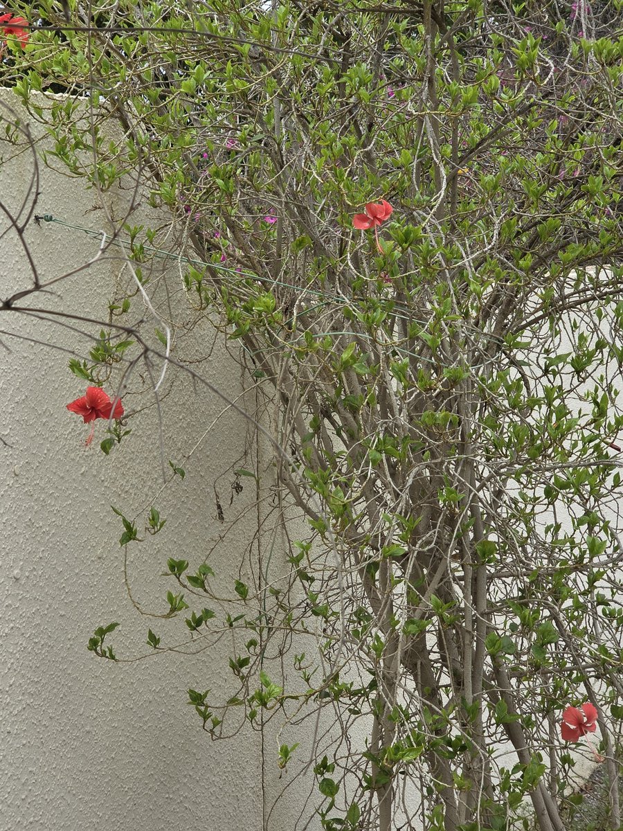 Milk Tea Notoriety Services tweet media