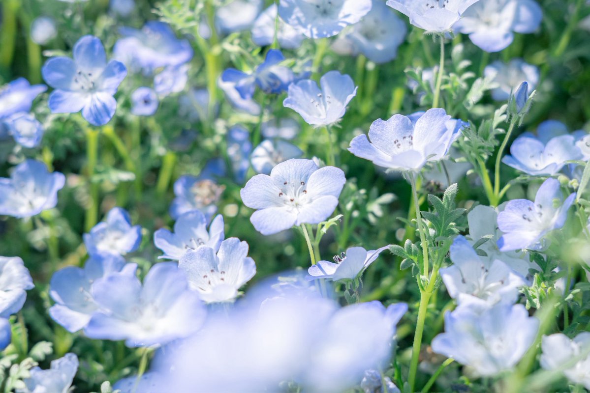 おいも tweet media