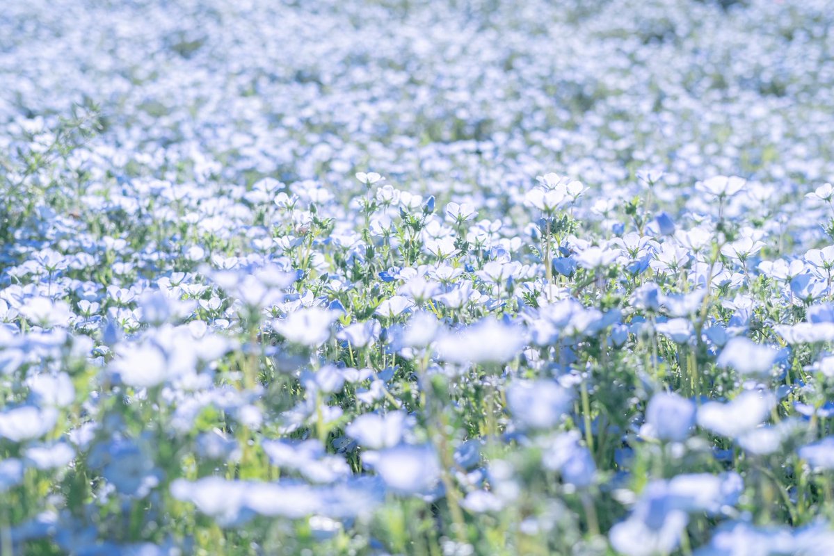 おいも tweet media