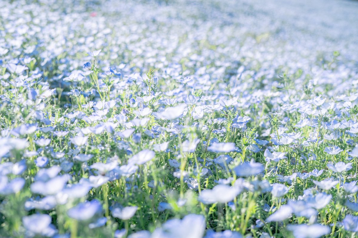 おいも tweet media