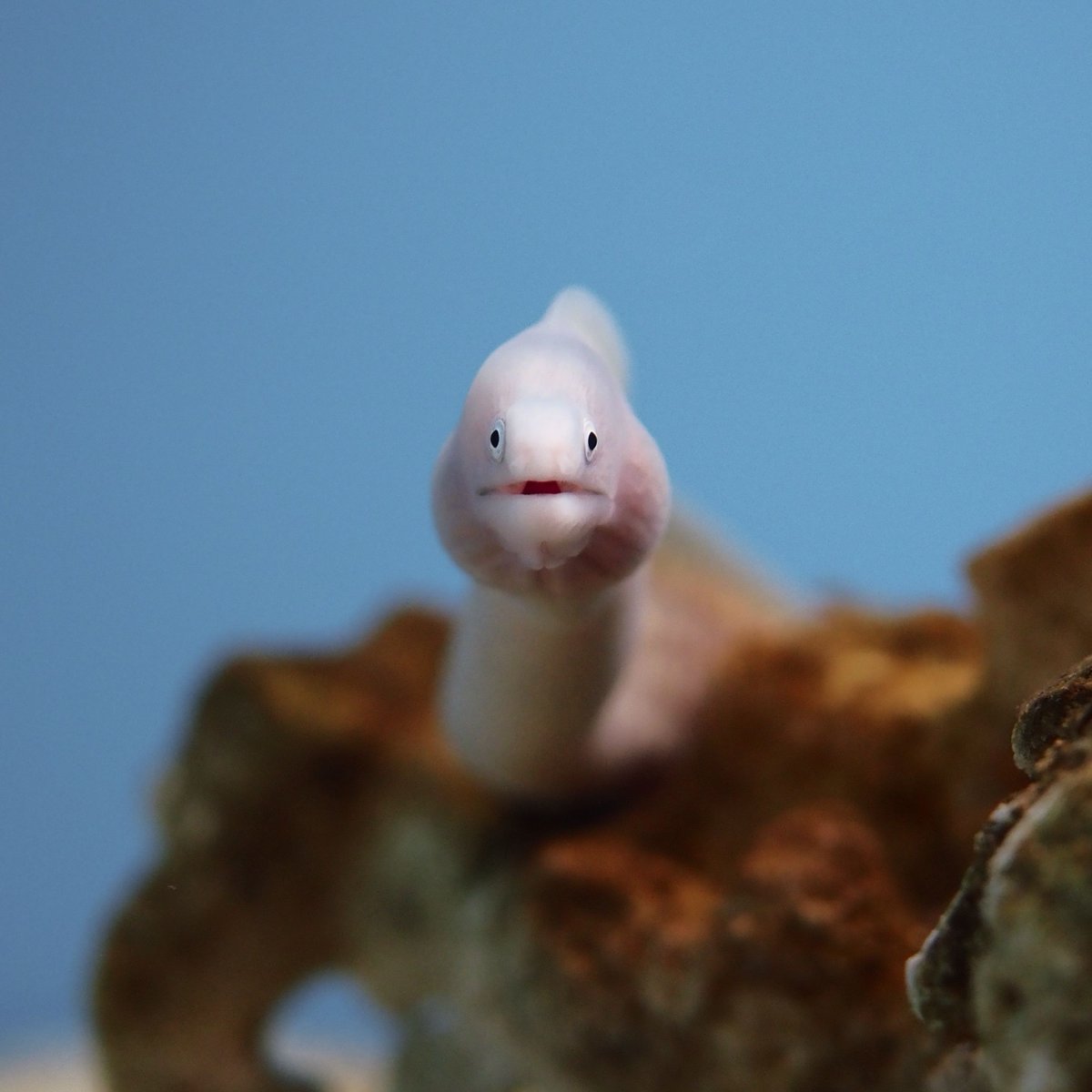 ちんあなごニュース by 日本チンアナゴ協会 tweet media