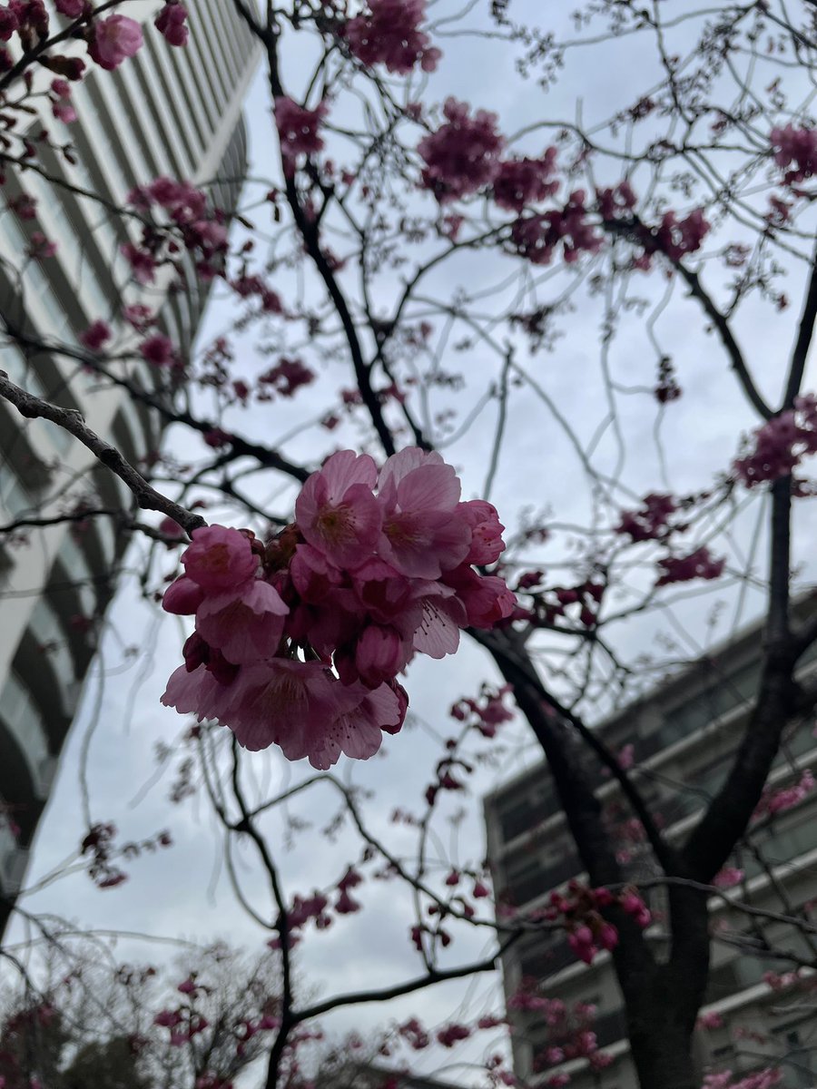 cocomama0418's tweet photo. Archive聴きながら朝のお散歩
川沿いはまだ1分咲🌸
U-NEXTのポイントで映画見に行って久しぶりに神座🍜
映画始まるまでが長くて食後だし眠くなって前半ガチ寝してしまった😄
最近は壮大すぎる洋画より邦画の方が見やすいのは年のせい？ https://t.co/pfdhP7M2kG