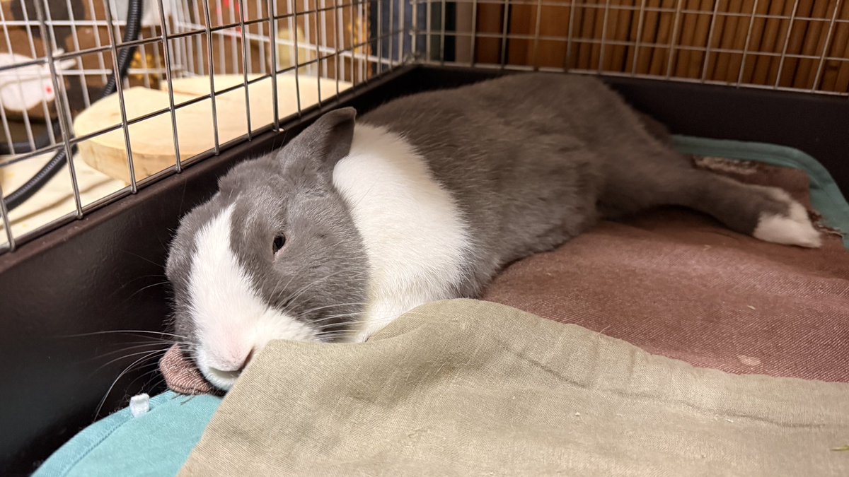 モーリー tweet media