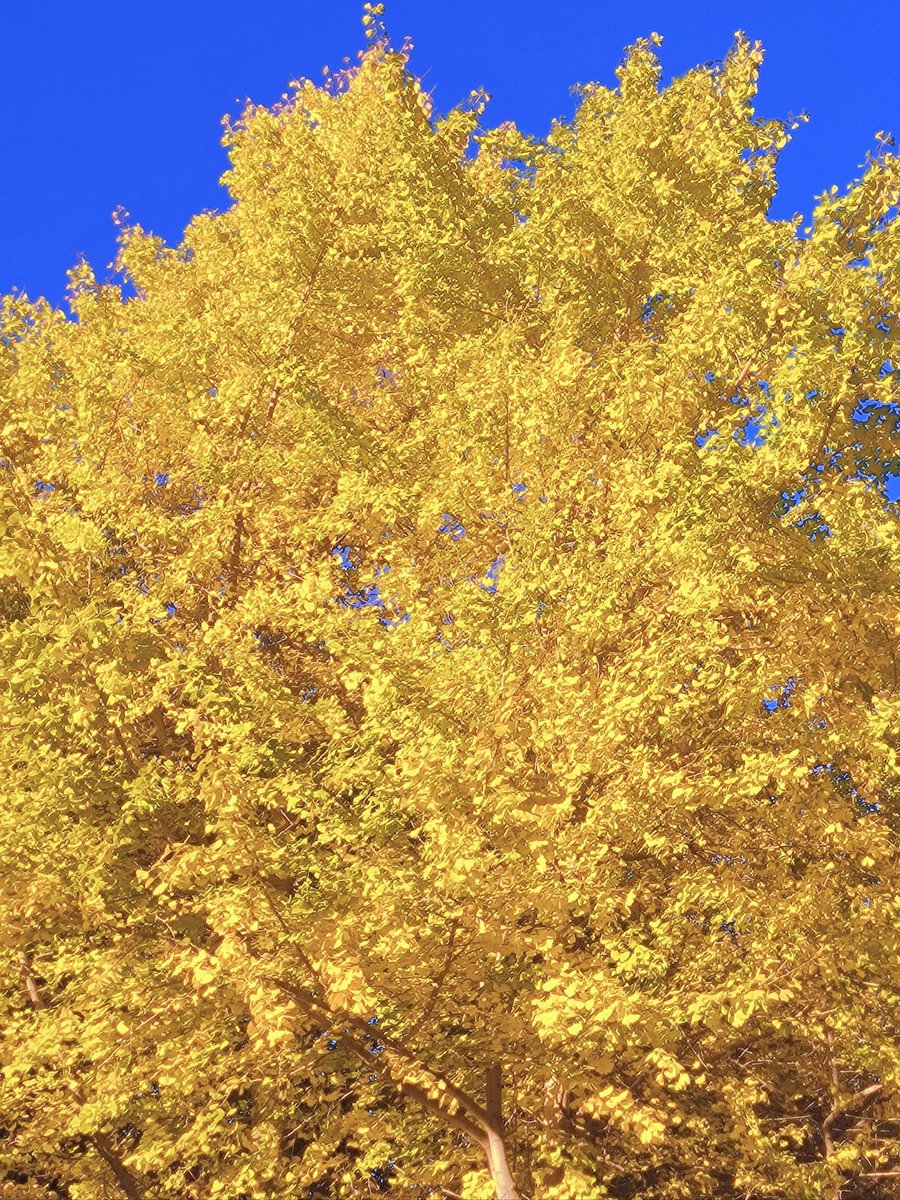 beri worku tweet media