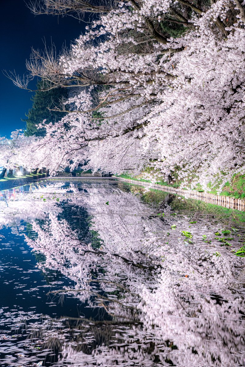 ハスカップ07 tweet media