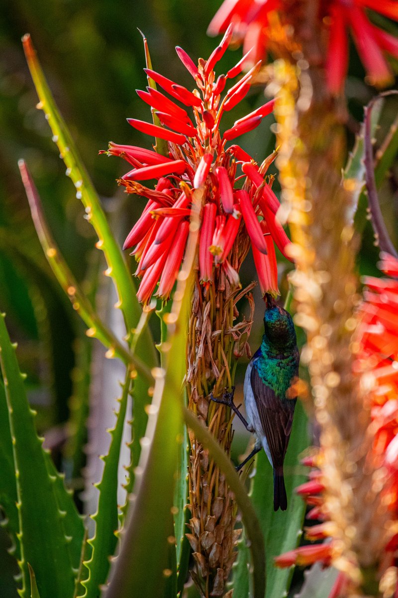 CanonRSA's tweet image. Small, fast, and constantly moving.
Just enough light to make every feather count.

Shot on Canon EOS 1D X Mark II
Canon EF 100–400mm f/4.5–5.6L

📸: Ryan Sim

#CanonRSA #ShotOnCanon #BirdPhotography #Sunbirds