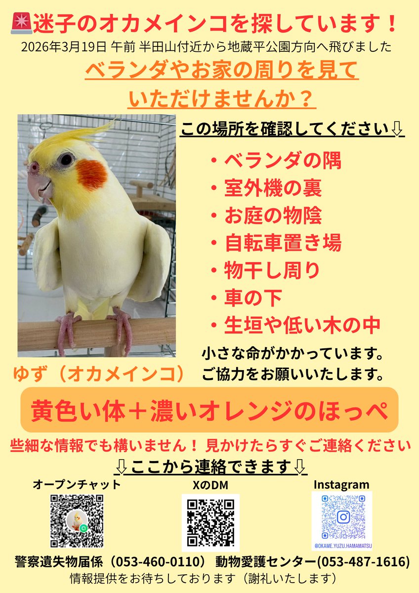 迷子オカメインコゆず(浜松) tweet media