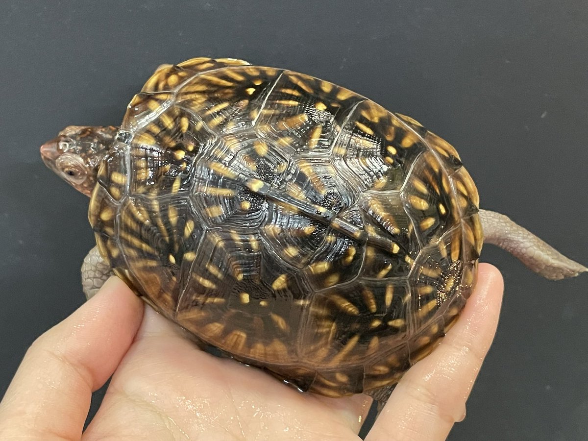 かじょにまる tweet media