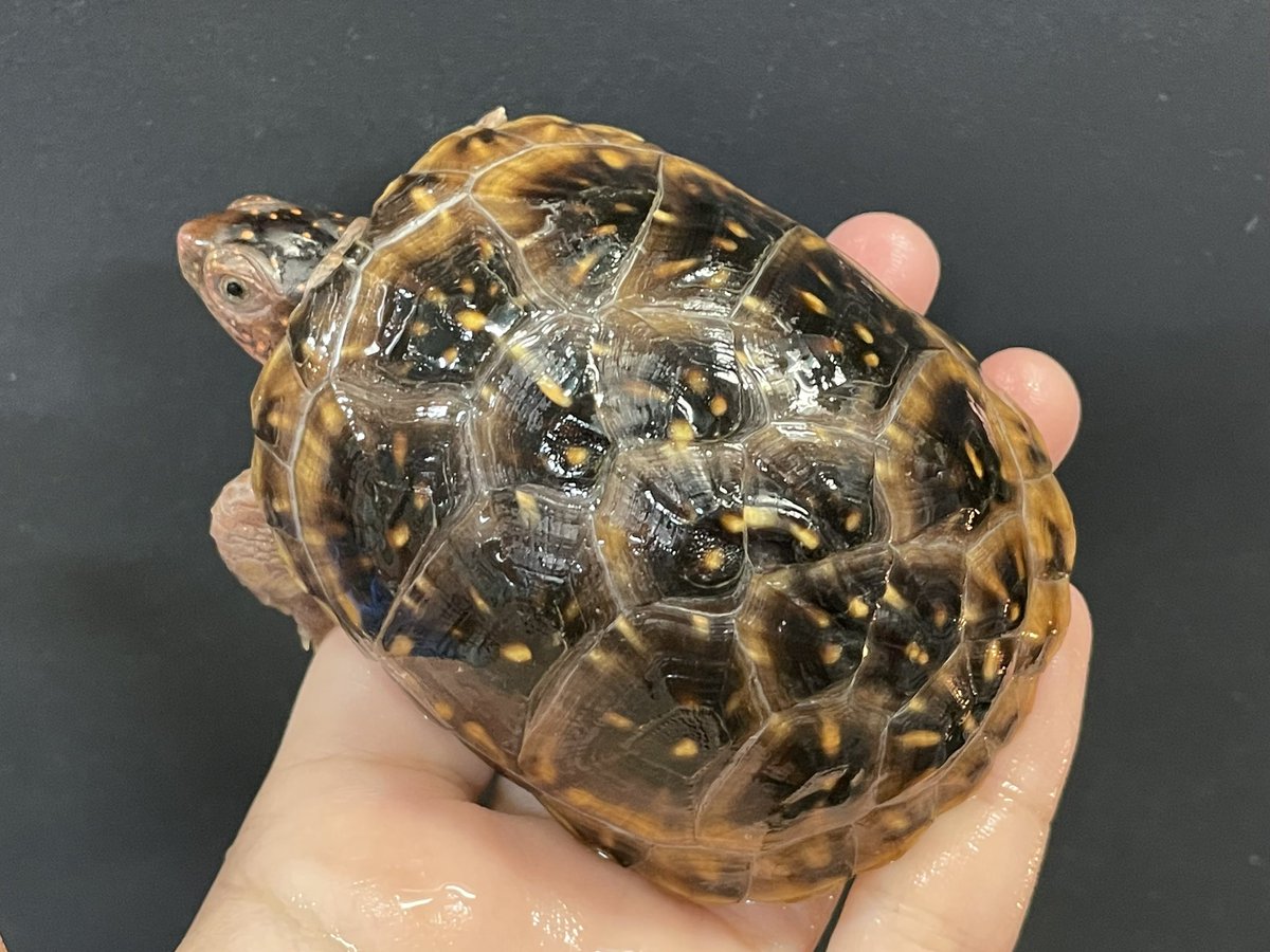 かじょにまる tweet media