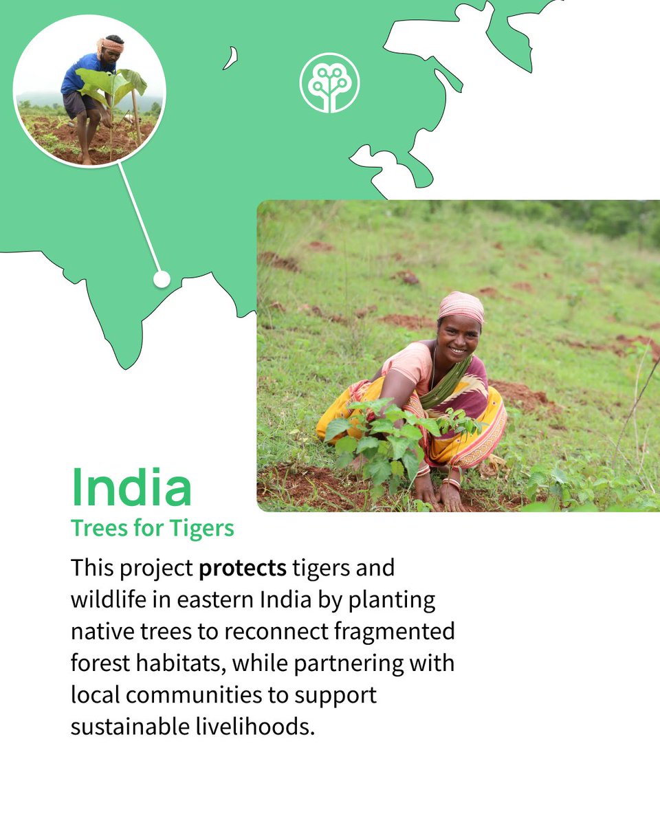 Tree-Nation tweet media