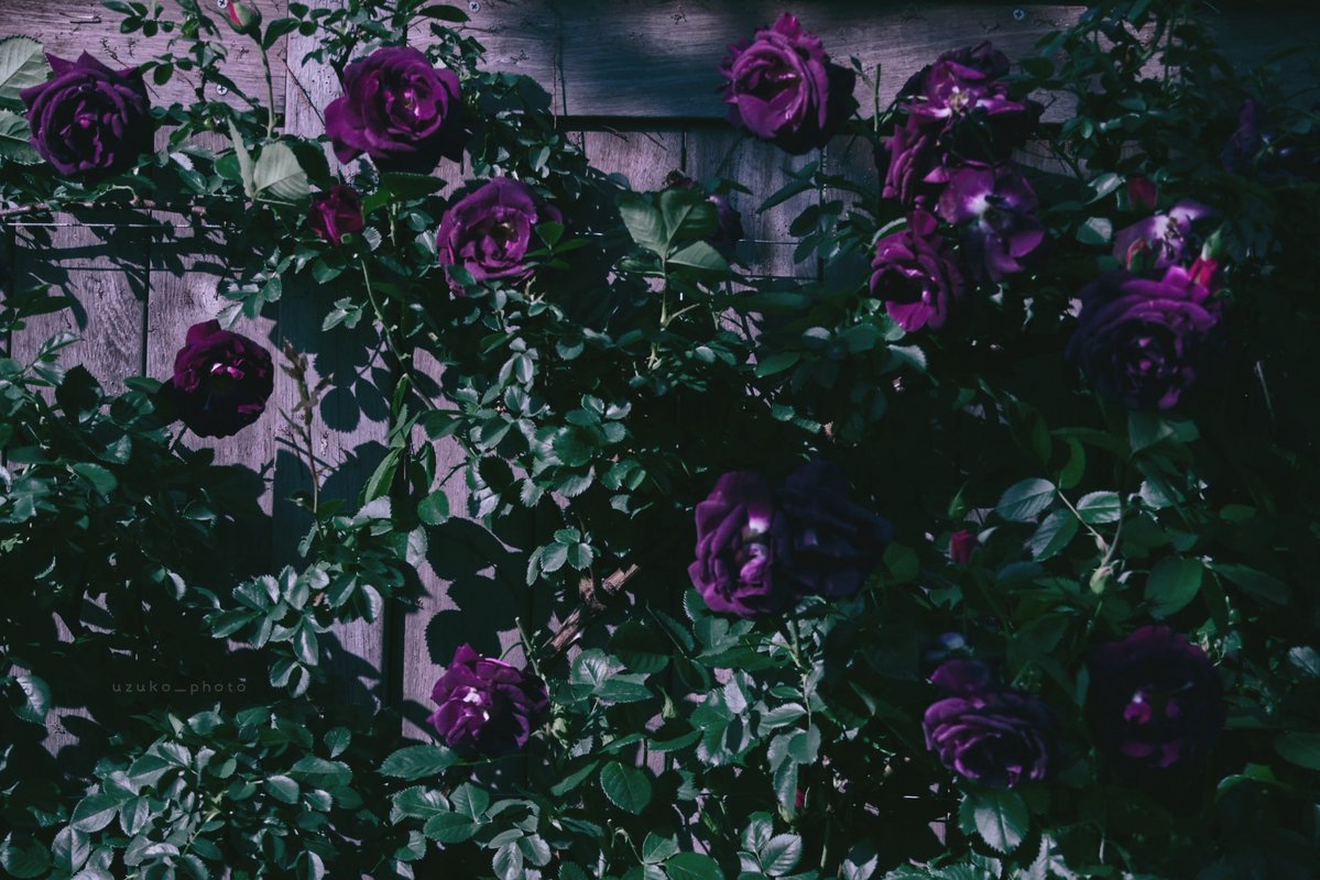 うずこ/𝚄𝚣𝚞𝚔𝚘 tweet media