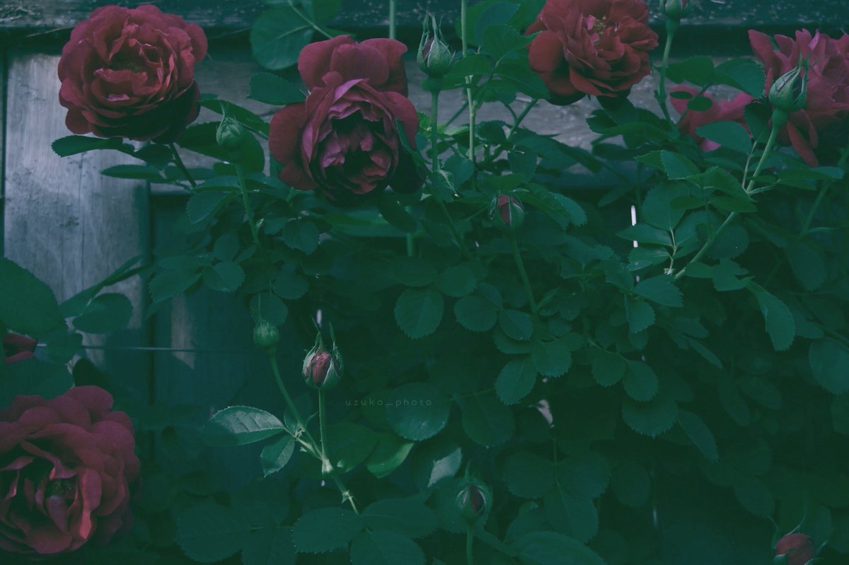 うずこ/𝚄𝚣𝚞𝚔𝚘 tweet media