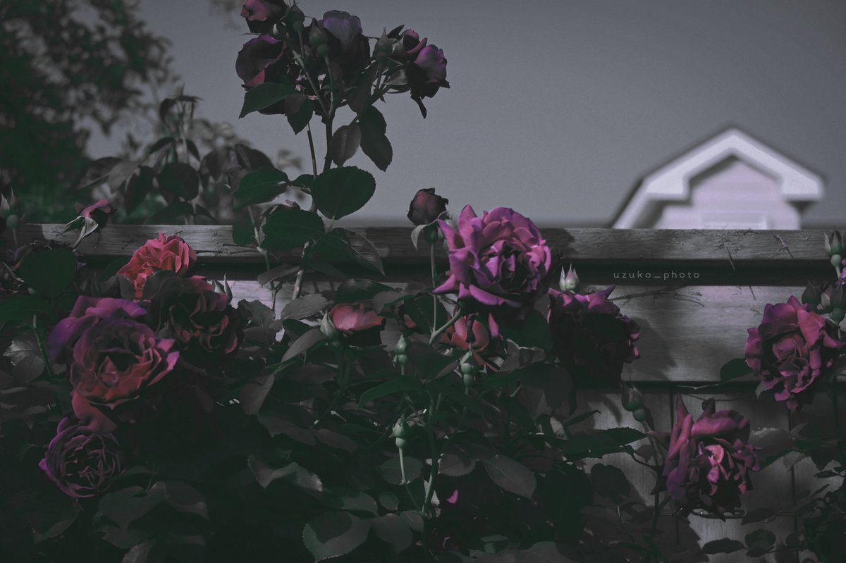 うずこ/𝚄𝚣𝚞𝚔𝚘 tweet media