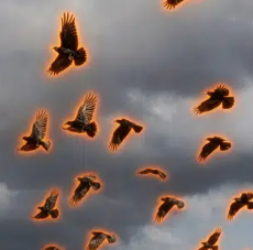 Absolutefocus tweet media