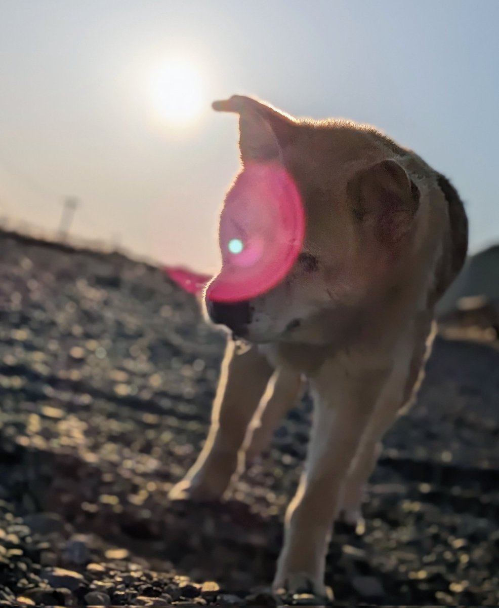 ねこや食堂 tweet media