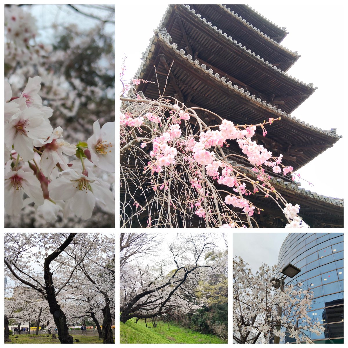 ばず。 tweet media