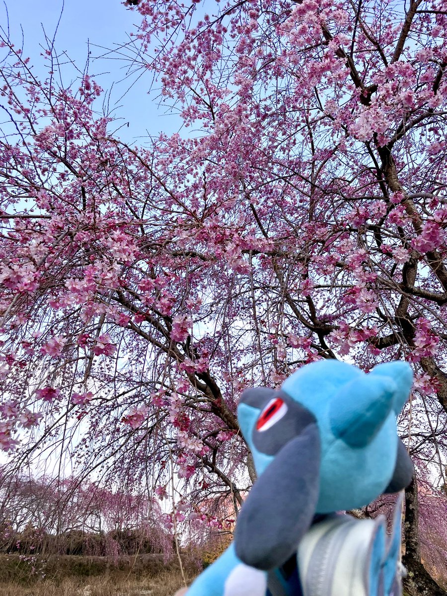 おでかけリオル tweet media